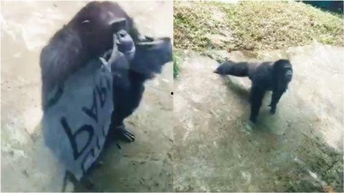 海南动物园爆料视频最新,神秘动物亮相，揭秘热带雨林奇观